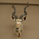 Kudu Kopf Hörner lose Präparat Antilope Afrika Kopfpräparat gedreht Hornlänge 131 cm 95.2.23