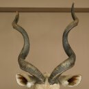 Kudu Kopf Hörner lose Präparat Antilope Afrika Kopfpräparat gedreht Hornlänge 131 cm 95.2.23