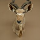 Kudu Kopf Hörner lose Präparat Antilope Afrika Kopfpräparat gedreht Hornlänge 131 cm 95.2.23