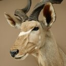 Kudu Kopf Hörner lose Präparat Antilope Afrika Kopfpräparat gedreht Hornlänge 131 cm 95.2.23