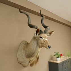 Kudu Kopf Hörner lose Präparat Antilope Afrika Kopfpräparat gedreht Hornlänge 131 cm 95.2.23