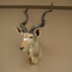 Kudu Kopf Hörner lose Präparat Antilope Afrika Kopfpräparat gedreht Hornlänge 131 cm 95.2.23