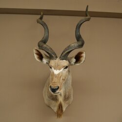 Kudu Kopf Hörner lose Präparat Antilope Afrika Kopfpräparat gedreht Hornlänge 131 cm 95.2.23