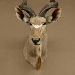 Kudu Kopf Hörner lose Präparat Antilope Afrika Kopfpräparat gedreht Hornlänge 131 cm 95.2.23