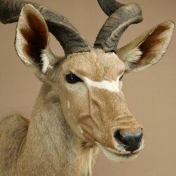 Kudu Kopf Hörner lose Präparat Antilope Afrika Kopfpräparat gedreht Hornlänge 131 cm 95.2.23