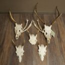 Bois de cerf rouge 6 cors Hauteur 59 cm Bois de cerf...