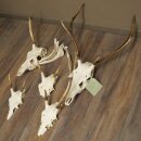 Bois de cerf rouge 6 cors Hauteur 59 cm Bois de cerf...
