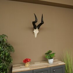 Hartebeest (Alcelaphus caama) Kuhantilope HL 52 cm Skull trophy Antelope skull trophy