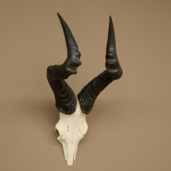 Hartebeest (Alcelaphus caama) Kuhantilope HL 52 cm Skull trophy Antelope skull trophy