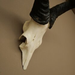 Hartebeest (Alcelaphus caama) Kuhantilope HL 52 cm Skull trophy Antelope skull trophy