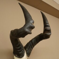 Hartebeest (Alcelaphus caama) Kuhantilope HL 52 cm Skull trophy Antelope skull trophy