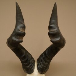 Hartebeest (Alcelaphus caama) Kuhantilope HL 52 cm Skull trophy Antelope skull trophy