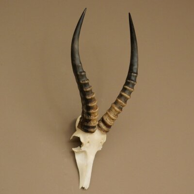 Blessbock (Damaliscus phillipsi) Antilope Afrika Schädeltrophäe HL 41 cm 88.5.22