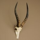 Blessbock (Damaliscus phillipsi) Antilope Afrique...