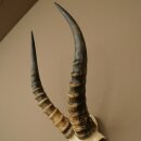 Blessbock (Damaliscus phillipsi) Antilope Afrika Schädeltrophäe HL 41 cm 88.5.22