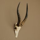 Blessbock (Damaliscus phillipsi) Antilope Afrique...
