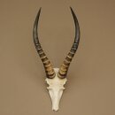 Blessbock (Damaliscus phillipsi) Antilope Afrika Schädeltrophäe HL 41 cm 88.5.22