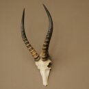 Blessbock (Damaliscus phillipsi) Antilope Afrika Schädeltrophäe HL 41 cm 88.5.22