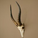 Blessbock (Damaliscus phillipsi) Antilope Afrika Schädeltrophäe HL 41 cm 88.5.22