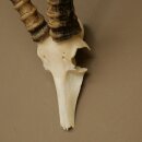 Blessbock (Damaliscus phillipsi) Antilope Afrika Schädeltrophäe HL 41 cm 88.5.22