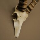Blessbock (Damaliscus phillipsi) Antilope Afrika Schädeltrophäe HL 41 cm 88.5.22