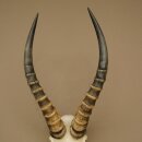 Blessbock (Damaliscus phillipsi) Antilope Afrika Schädeltrophäe HL 41 cm 88.5.22