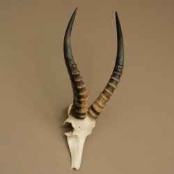 Blessbock (Damaliscus phillipsi) Antilope Afrika Schädeltrophäe HL 41 cm 88.5.22