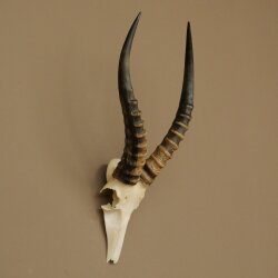 Blessbock (Damaliscus phillipsi) Antilope Afrika Schädeltrophäe HL 41 cm 88.5.22
