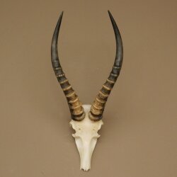 Blessbock (Damaliscus phillipsi) Antilope Afrika Schädeltrophäe HL 41 cm 88.5.22
