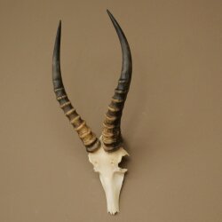 Blessbock (Damaliscus phillipsi) Antilope Afrika Schädeltrophäe HL 41 cm 88.5.22