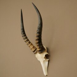 Blessbock (Damaliscus phillipsi) Antilope Afrika Schädeltrophäe HL 41 cm 88.5.22