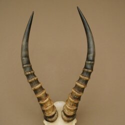 Blessbock (Damaliscus phillipsi) Antilope Afrika Schädeltrophäe HL 41 cm 88.5.22