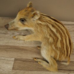 Frischling Ganzpräparat Höhe 16 cm liegend Schwein Wildschwein Präparat Deko 34.2.36