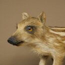 Jeune sanglier entier, hauteur 32 cm, debout, cochon,...