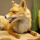 Fox Red fox sitting on decorative plate Taxidermy...
