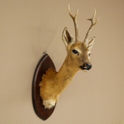Rehbock sibirischer Kopf Präparat Höhe 71 cm Geweih Reh Kopfpräparat Schild 85.11.114
