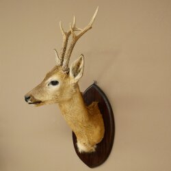 Rehbock sibirischer Kopf Präparat Höhe 71 cm Geweih Reh Kopfpräparat Schild 85.11.114