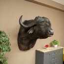 Kafferbufel Bufel Breedte 85 cm Kop Preparatie Koppreparaat Gewei Trofee Spanwijdte 43 cm
