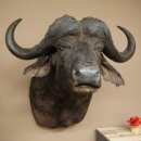 Kafferbufel Bufel Breedte 85 cm Kop Preparatie Koppreparaat Gewei Trofee Spanwijdte 43 cm