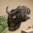 Kafferbufel Bufel Breedte 85 cm Kop Preparatie Koppreparaat Gewei Trofee Spanwijdte 43 cm