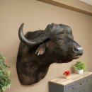 Kafferbufel Bufel Breedte 85 cm Kop Preparatie Koppreparaat Gewei Trofee Spanwijdte 43 cm