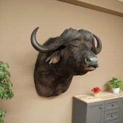 Kafferbufel Bufel Breedte 85 cm Kop Preparatie Koppreparaat Gewei Trofee Spanwijdte 43 cm