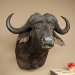 Kafferbufel Bufel Breedte 85 cm Kop Preparatie Koppreparaat Gewei Trofee Spanwijdte 43 cm