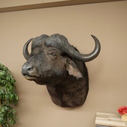 Kafferbufel Bufel Breedte 85 cm Kop Preparatie Koppreparaat Gewei Trofee Spanwijdte 43 cm