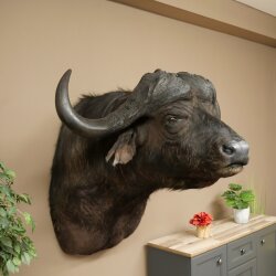 Kafferbufel Bufel Breedte 85 cm Kop Preparatie Koppreparaat Gewei Trofee Spanwijdte 43 cm