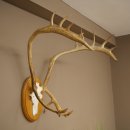 Rentier Geweih Karibu Caribou Ren Rentier Geweih...