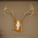 Rentier Geweih Karibu Caribou Ren Rentier Geweih Schädeltrophäe auf Trophäenschild 78.36
