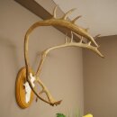 Rentier Geweih Karibu Caribou Ren Rentier Geweih Schädeltrophäe auf Trophäenschild 78.36