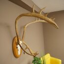 Rentier Geweih Karibu Caribou Ren Rentier Geweih Schädeltrophäe auf Trophäenschild 78.36