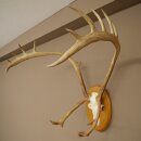 Rentier Geweih Karibu Caribou Ren Rentier Geweih Schädeltrophäe auf Trophäenschild 78.36